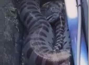 Sucuri gigante é encontrada em bueiro e surpreende moradores durante tentativa de resgate