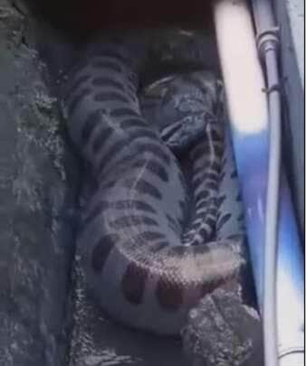 Sucuri gigante é encontrada em bueiro e surpreende moradores durante tentativa de resgate