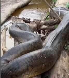 Sucuri gigante é flagrada em Rondônia e impressiona moradores