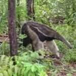 Cena encantadora reforça a importância da preservação da natureza e o respeito ao espaço dos animais silvestres