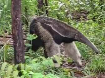 Cena encantadora reforça a importância da preservação da natureza e o respeito ao espaço dos animais silvestres