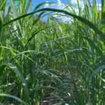 Capim-elefante desponta como alternativa energética para agroindústria de Mato Grosso