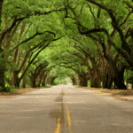 Sinop e Rondonópolis se destacam entre as cidades mais arborizadas do Brasil, aponta IBGE