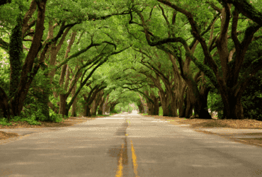 Sinop e Rondonópolis se destacam entre as cidades mais arborizadas do Brasil, aponta IBGE
