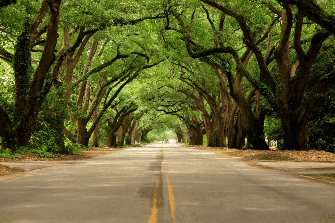 Sinop e Rondonópolis se destacam entre as cidades mais arborizadas do Brasil, aponta IBGE