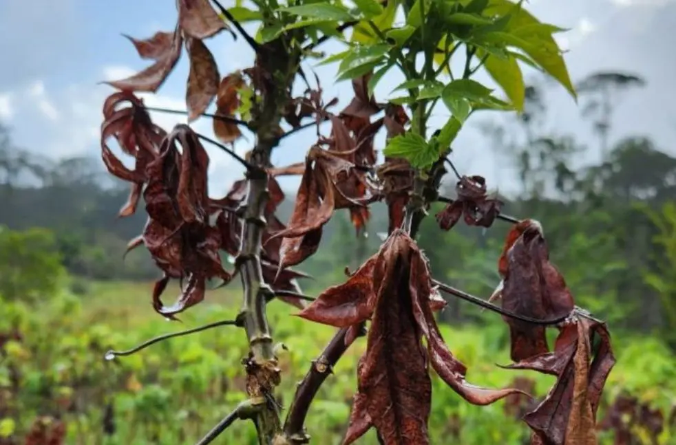 Vassoura-de-bruxa, identificada no Amapá, ameaça lavouras de Mato Grosso