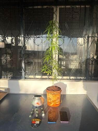 Homem é preso por tráfico e cultivo ilegal de maconha em Diamantino