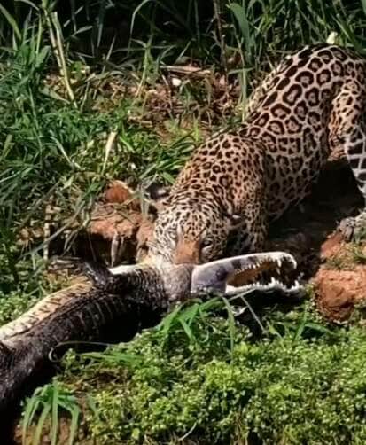 O poder da onça-pintada em cena incrível mostra felino abatendo jacaré no Pantanal