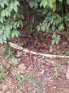 Operação tranquila garante segurança da população e da serpente, que foi devolvida à natureza