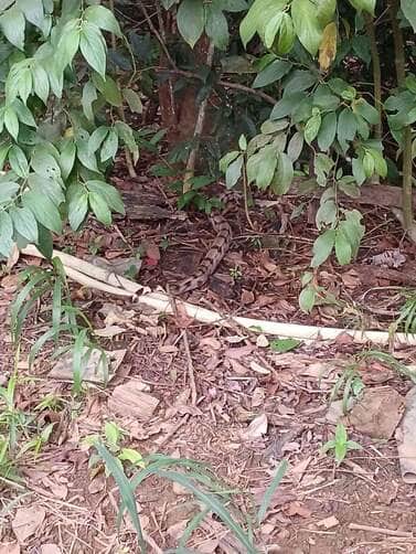 Operação tranquila garante segurança da população e da serpente, que foi devolvida à natureza