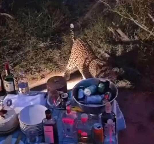 Felina imponente se aproxima de mesa de comidas e bebidas e protagoniza encontro inesquecível com humanos em seu território