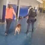 Animal aparentava estar bem cuidado e foi levado a clínica veterinária com apoio de taxidog