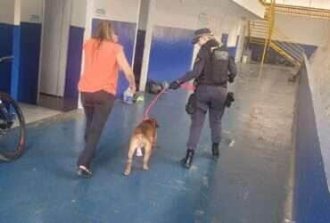 Animal aparentava estar bem cuidado e foi levado a clínica veterinária com apoio de taxidog
