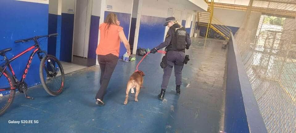 Animal aparentava estar bem cuidado e foi levado a clínica veterinária com apoio de taxidog