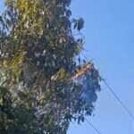 Morador quase é eletrocutado ao podar árvore em área rural de Lucas do Rio Verde