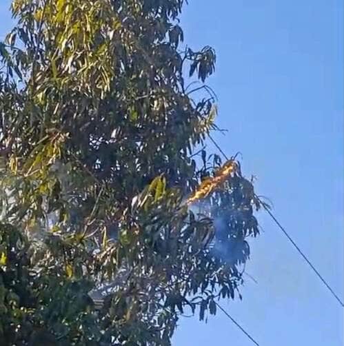 Morador quase é eletrocutado ao podar árvore em área rural de Lucas do Rio Verde