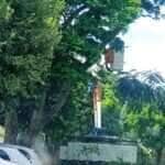 Após quase acidente com morador, Energisa responde sobre falta de poda de árvores na comunidade Groslândia