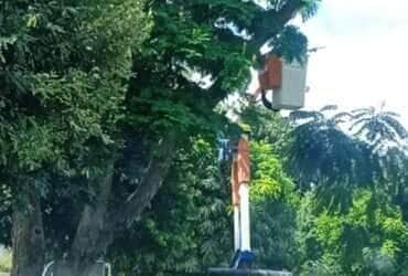 Após quase acidente com morador, Energisa responde sobre falta de poda de árvores na comunidade Groslândia
