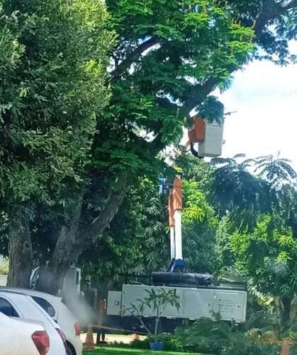 Após quase acidente com morador, Energisa responde sobre falta de poda de árvores na comunidade Groslândia