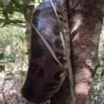 Vídeo flagra sucuri escalando árvore com habilidade impressionante