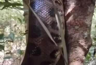 Vídeo flagra sucuri escalando árvore com habilidade impressionante