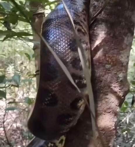 Vídeo flagra sucuri escalando árvore com habilidade impressionante