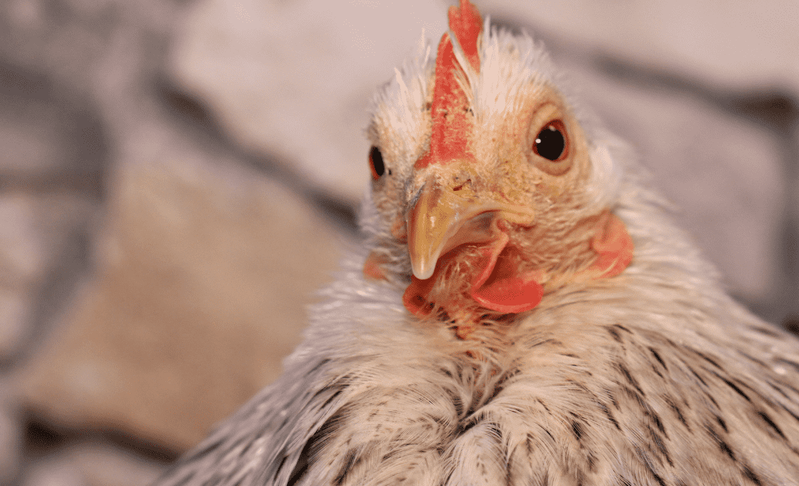 Abertura de mercado no Peru