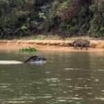 Em uma cena digna de replay, turistas registram o momento exato em que uma anta dá um verdadeiro baile em uma onça-pintada nas águas do Pantanal mato-grossense — e prova que esperteza também anda solta na selva.