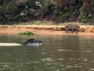 Em uma cena digna de replay, turistas registram o momento exato em que uma anta dá um verdadeiro baile em uma onça-pintada nas águas do Pantanal mato-grossense — e prova que esperteza também anda solta na selva.
