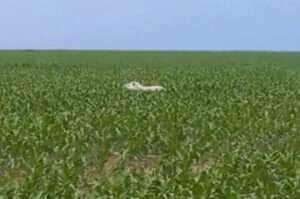 Animal raro é flagrado caminhando tranquilamente por plantação em Diamantino; especialistas celebram registro inédito no estado