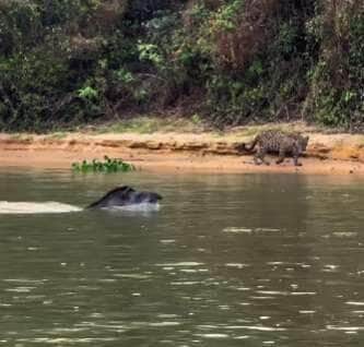 Em uma cena digna de replay, turistas registram o momento exato em que uma anta dá um verdadeiro baile em uma onça-pintada nas águas do Pantanal mato-grossense — e prova que esperteza também anda solta na selva.