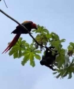 Araras-vermelhas enfrentam macacos para proteger filhotes