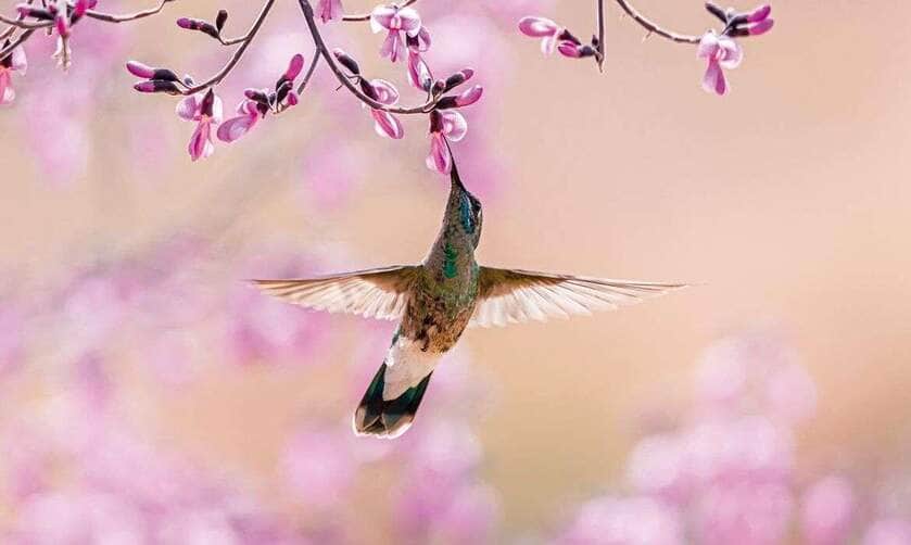 Brasília-DF- 12/04/2025 Flores do Cerrado atrativas para Beija-Flores. Foto Marcelo Kuhlmann