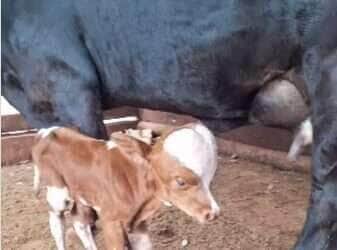 Bezerro de cabeça gigante e mancha em formato de coração encanta internautas