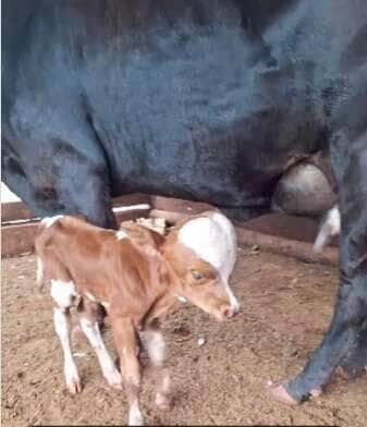 Bezerro de cabeça gigante e mancha em formato de coração encanta internautas
