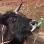 Boi engenhoso vira celebridade na web ao abrir torneira com chifre para beber água