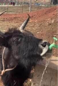 Boi engenhoso vira celebridade na web ao abrir torneira com chifre para beber água