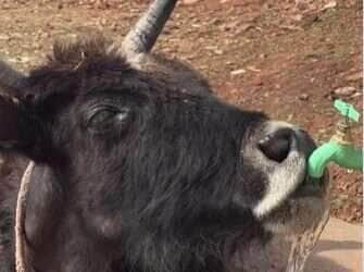 Boi engenhoso vira celebridade na web ao abrir torneira com chifre para beber água