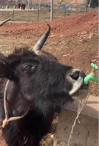 Boi engenhoso vira celebridade na web ao abrir torneira com chifre para beber água