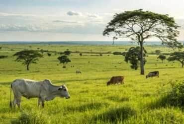 Carne bovina mantém Mato Grosso na liderança nacional do setor