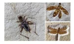 Brasília (DF) 02/04/2025 -  Brasil recupera fósseis de insetos que seriam vendidos ilegalmente no exterior.
Foto: MPF/Divulgação