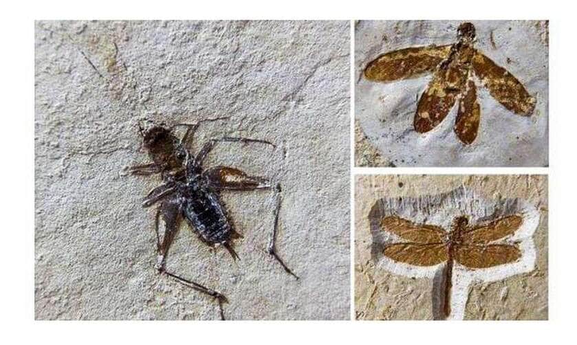 Brasília (DF) 02/04/2025 - Brasil recupera fósseis de insetos que seriam vendidos ilegalmente no exterior.
Foto: MPF/Divulgação