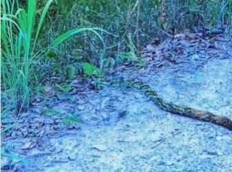 Mulher encontra cobra caninana durante caminhada e celebra o encontro com a natureza