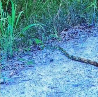Mulher encontra cobra caninana durante caminhada e celebra o encontro com a natureza