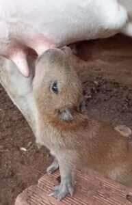 Cena inusitada mostra capivara em momento de carinho com vaca e encanta os amantes da natureza