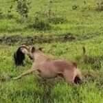 Conhecido por suas travessuras na cidade, o carismático Caramelo resolveu causar no campo e tentou brigar com um tamanduá — mas não fazia ideia do perigo que estava enfrentando.