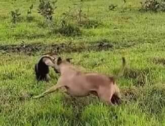 Conhecido por suas travessuras na cidade, o carismático Caramelo resolveu causar no campo e tentou brigar com um tamanduá — mas não fazia ideia do perigo que estava enfrentando.