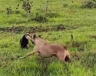 Conhecido por suas travessuras na cidade, o carismático Caramelo resolveu causar no campo e tentou brigar com um tamanduá — mas não fazia ideia do perigo que estava enfrentando.