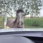 Cavalinho Ezequiel conquista a internet fazendo birra para impedir sua tutora de ir trabalhar