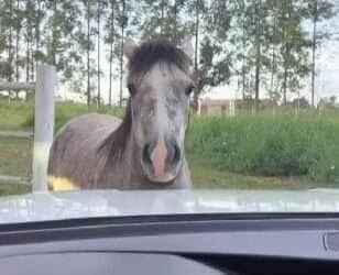 Cavalinho Ezequiel conquista a internet fazendo birra para impedir sua tutora de ir trabalhar